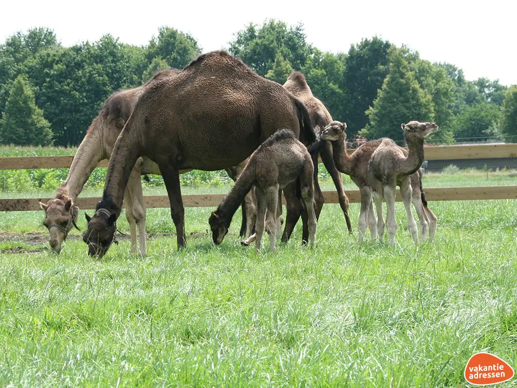 Vakantieadressen accommodatie afbeelding