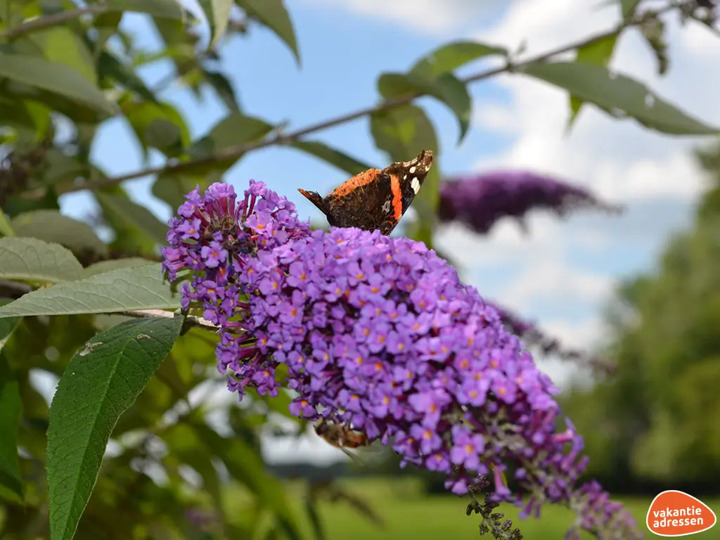 Vakantieadressen accommodatie afbeelding