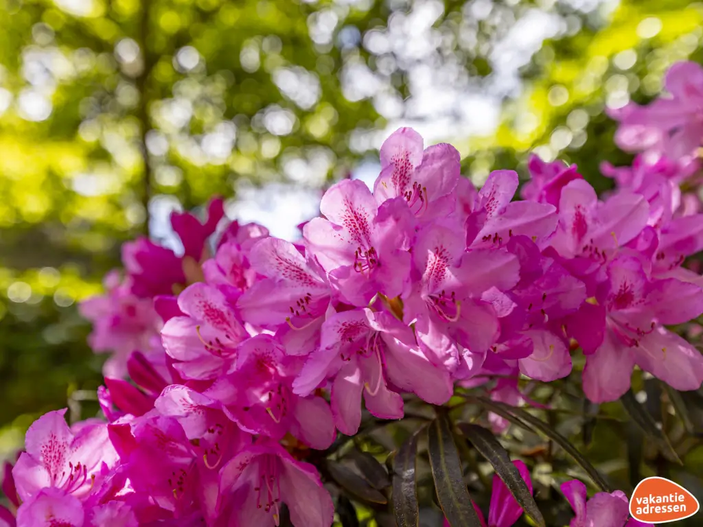 Vakantieadressen accommodatie afbeelding