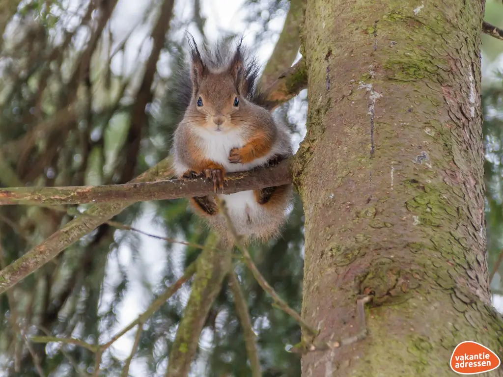 Vakantieadressen accommodatie afbeelding
