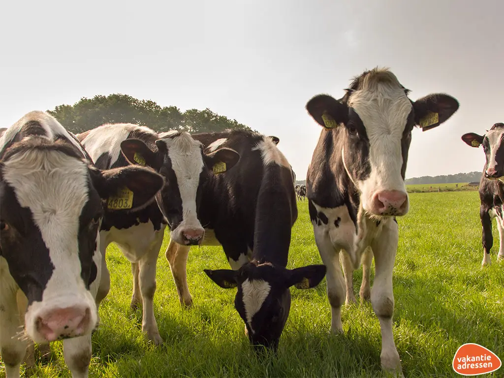 Vakantieadressen accommodatie afbeelding