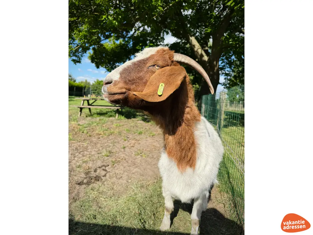 Vakantieadressen accommodatie afbeelding