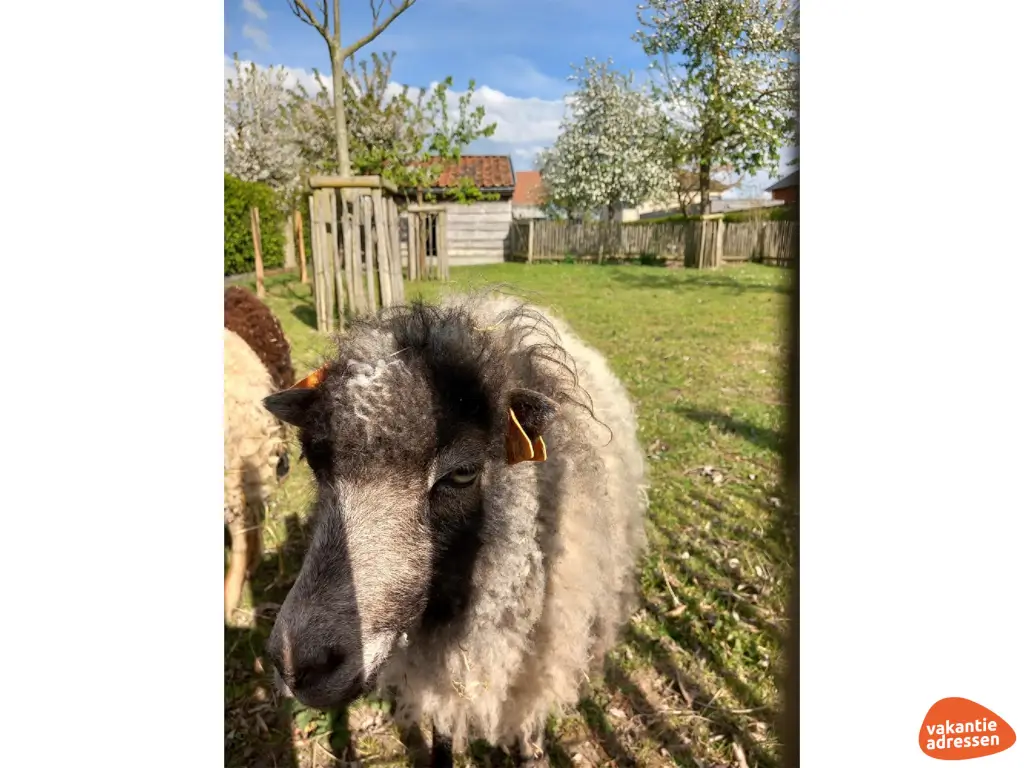 Vakantieadressen accommodatie afbeelding