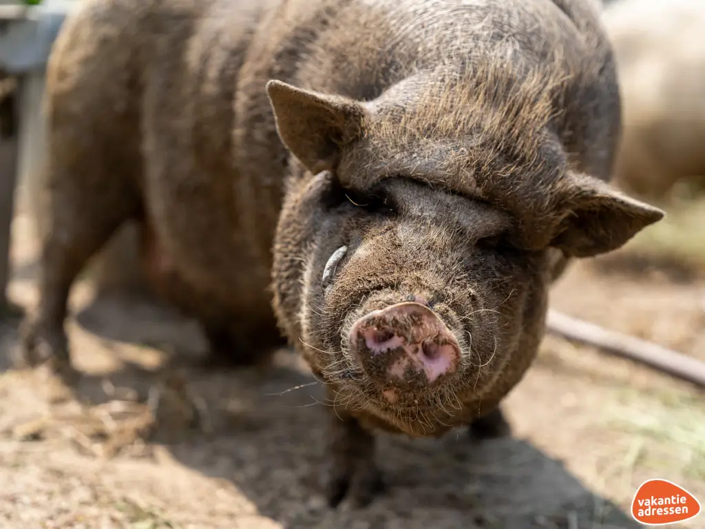 Vakantieadressen accommodatie afbeelding