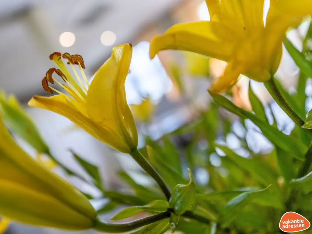 Vakantieadressen accommodatie afbeelding