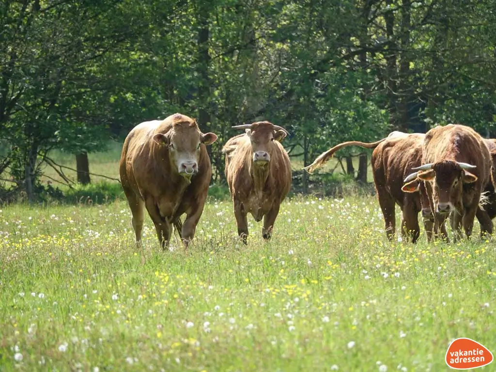 Vakantieadressen accommodatie afbeelding