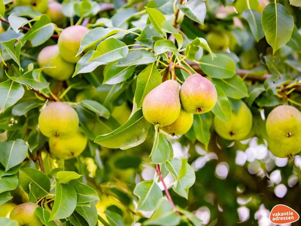 Vakantieadressen accommodatie afbeelding