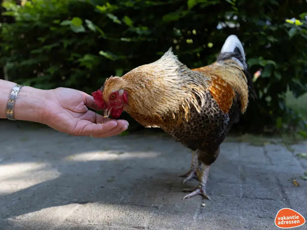 Vakantieadressen accommodatie afbeelding