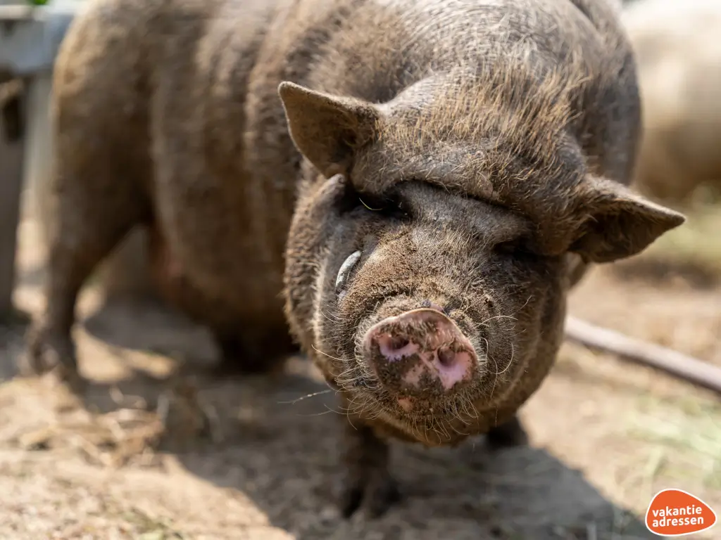 Vakantieadressen accommodatie afbeelding