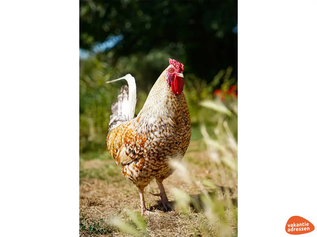 Vakantieadressen accommodatie afbeelding